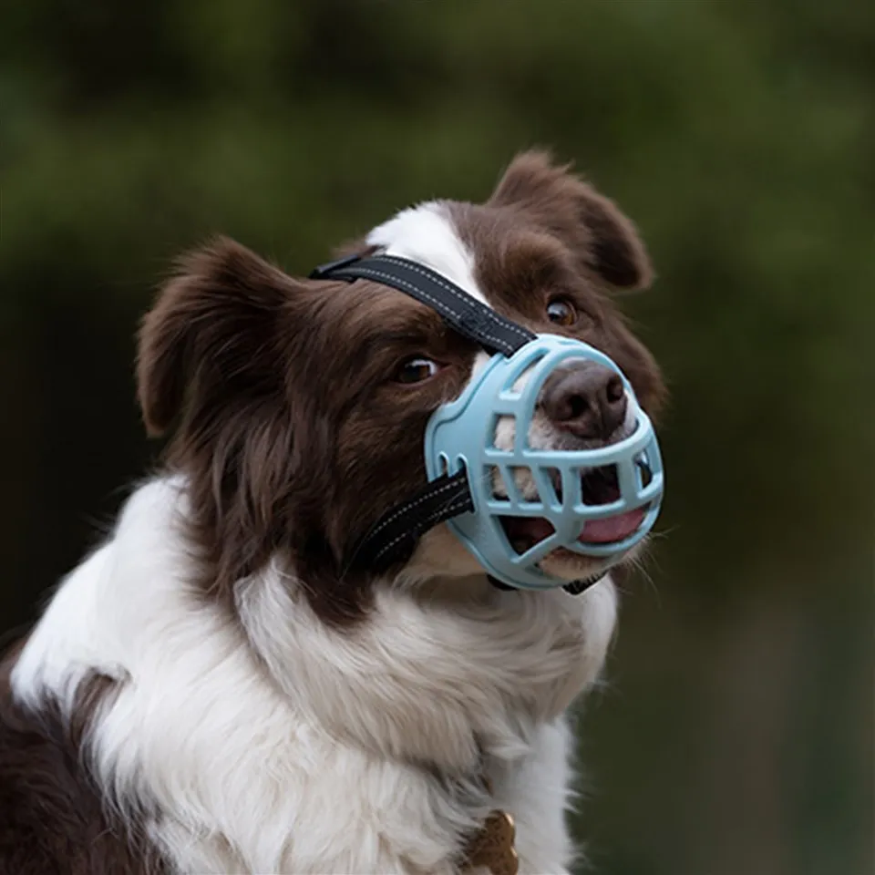 ঝুড়ি শৈলী কুকুর মুখবন্ধ