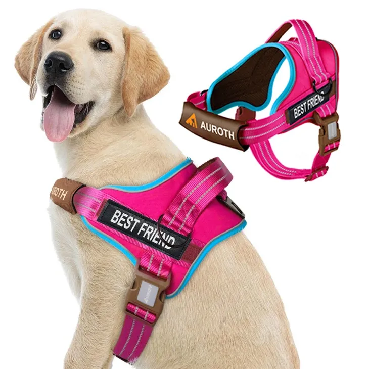 নামের সাথে নো পুল ডগ জোতা